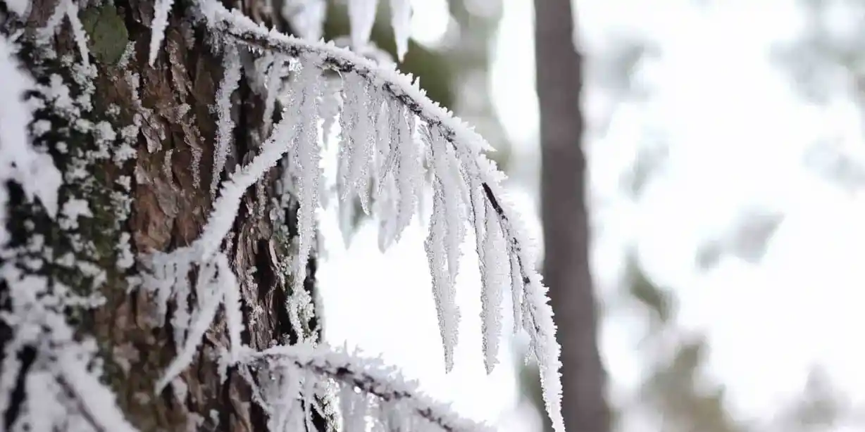 Žiemos priežiūra: apsauga nuo šalčio ir odos barjero palaikymas