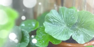 Cica produktai: pagalba sudirgusiai odai nuraminti